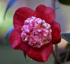 a red flower with water droplets on it