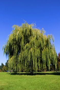 a large willow tree in the middle of a grassy field with blue skies behind it