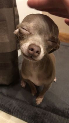 a small brown dog sitting on top of a rug next to a person's hand