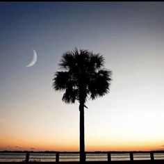 a palm tree is silhouetted against the setting sun and crescent moon in this photo