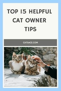 two cats sitting next to each other with the caption top 15 helpful cat owner tips