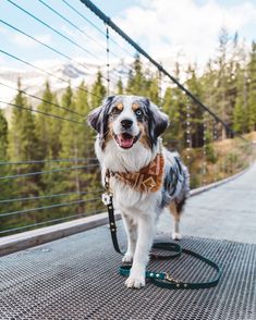 a dog on a leash standing on a bridge