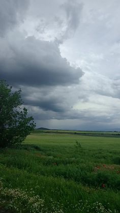 an open field with trees and flowers under a cloudy sky in the distance is a lone tree