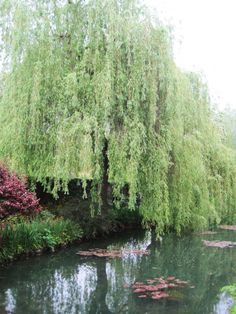 the pond is full of water lilies and trees