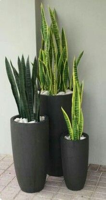 three planters with plants in them sitting on the ground next to eachother