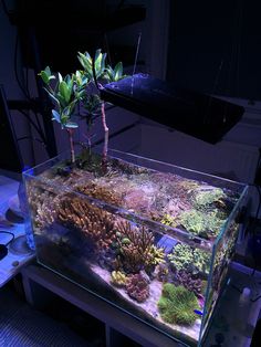 an aquarium with plants and corals in it