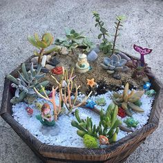 a potted plant filled with lots of succulents on top of gravel