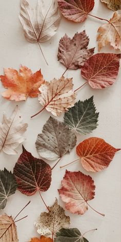 many different colored leaves on a white surface