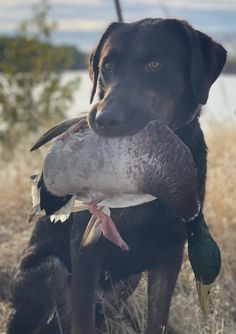 a dog holding a duck in its mouth