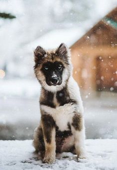 a small dog sitting in the snow with it's front paws on its hind legs