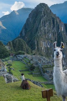 two llamas are standing in front of the ruins at machchulan, peru