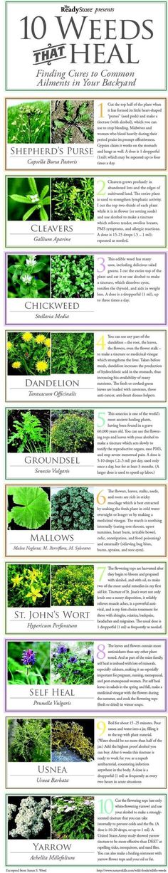 نباتات منزلية, Healing Plants, Survival Life, Edible Plants, Healing Herbs, Camping Survival, Medicinal Herbs, Survival Tips, Medicinal Plants