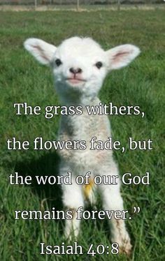 the grass withers, the flowers fade, but the word of our god remains forever