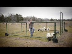 a man standing in front of a fence with sheep behind him and another dog on the other side