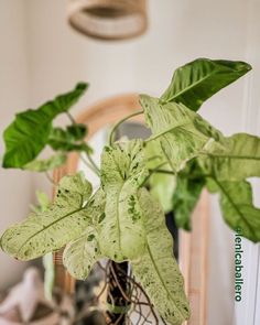 Thriving Philodendron Paraiso Verde close-up view Indoor Oasis, Mean Green, Wild Beauty, Rare Beauty, The Crazy