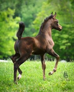 a brown horse running through a lush green field with trees in the backgroud