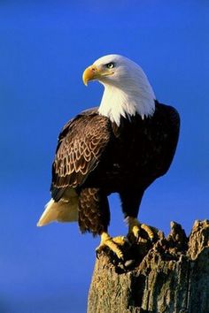 an eagle sitting on top of a tree stump with blue sky in the back ground