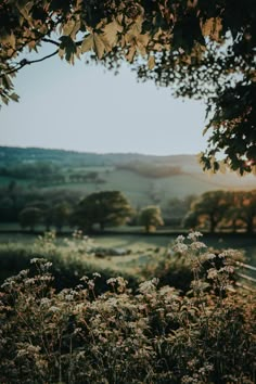 the sun shines brightly through some trees and flowers