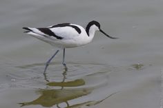 a black and white bird standing in the water with its legs extended out to drink