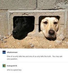 two dogs peeking out from behind a brick wall, one is black and the other is light brown