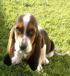 a small brown and white dog sitting on top of a lush green grass covered field