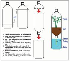 the diagram shows how to make an ecosytem in a bottle with water and plants inside