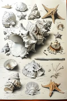 various seashells and starfish are shown in this drawing