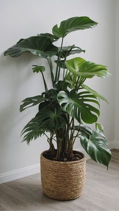 a potted plant with large green leaves on the floor next to a white wall