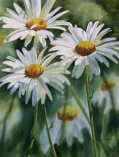 three white daisies are in the grass