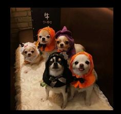 four small dogs dressed up in halloween costumes