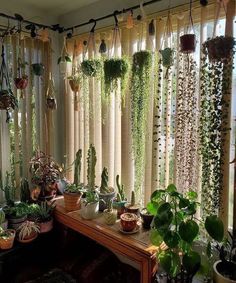 a room filled with lots of potted plants next to a window covered in curtains