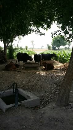 several cows are gathered under the shade of trees