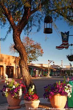 three large flower pots sitting on the side of a road next to a tall tree