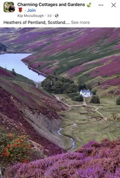 an image of purple flowers on the side of a hill with a lake in the middle