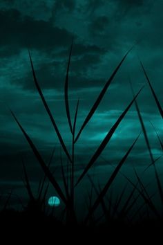 the sky is dark and cloudy at night, with grass blowing in the foreground