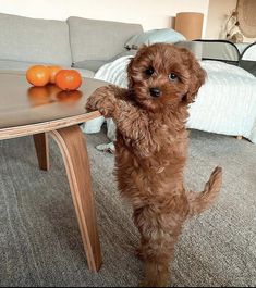 a brown dog standing on its hind legs in front of a table with oranges