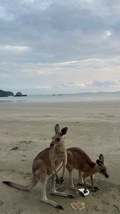 two kangaroos are standing on the beach by the water