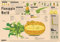 the pineapple world info sheet is full of information about how to grow and use it