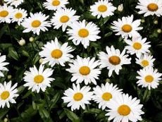 many white flowers with yellow centers in the middle