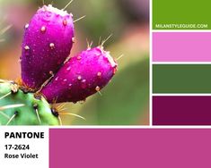 the color scheme is purple and green, with yellow dots on each side of the cactus