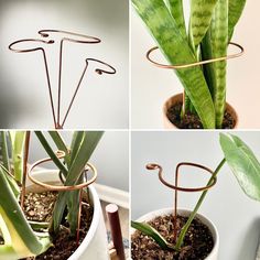 four pictures of plants in pots with wire stems and leaves on them, including one planter