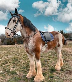 a brown and white horse standing on top of a grass covered field with clouds in the background