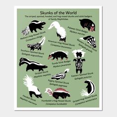 the skunks of the world poster is shown in black and white on a green background