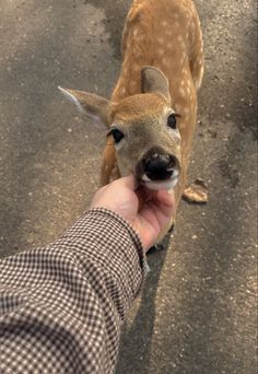 a person is petting a small deer on the street with their hand in front of them