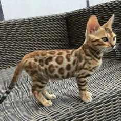 a small cat standing on top of a woven chair cushion in front of a wall