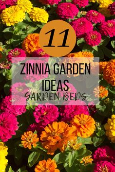 colorful flowers with the words zinna garden ideas written in orange and pink on top