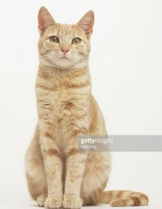 an orange tabby cat sitting and looking at the camera