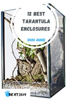 the best tarantula enclosures for terrariums and other plants