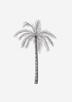 a drawing of a palm tree with no leaves on the top and bottom part of it