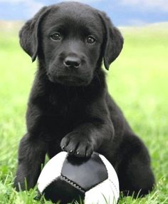 a black puppy is sitting in the grass with a soccer ball